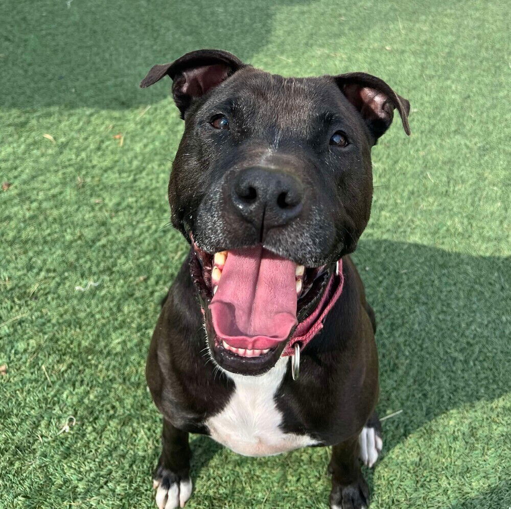 adoptable Dog in Whitestone, NY named Bo