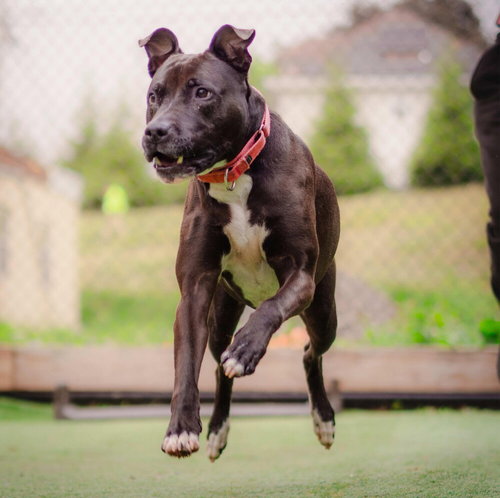 BO - American Staffordshire Terrier / Terrier available for adoption