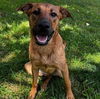 adoptable Dog in Whitestone, NY named Rosalie