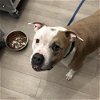 adoptable Dog in whitestone, NY named Bebe