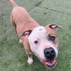 adoptable Dog in Whitestone, NY named Bebe