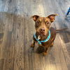 adoptable Dog in  named Paddu