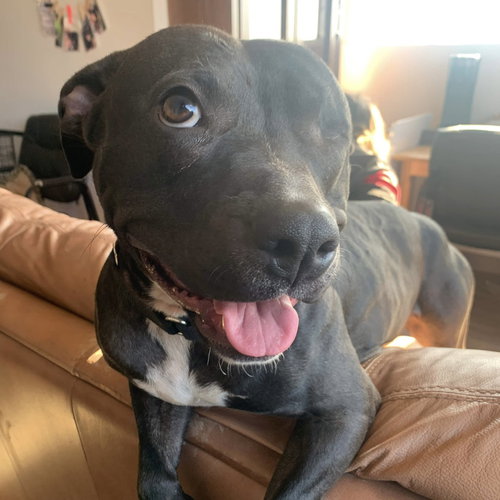 MOXIE - American Staffordshire Terrier / Terrier available for adoption