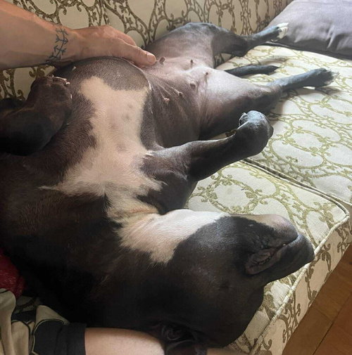MOXIE - American Staffordshire Terrier / Terrier available for adoption