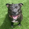 Moxie - Photo 3
