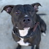 Moxie - Photo 4