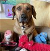 adoptable Dog in whitestone, NY named Reba Mcentire