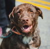 adoptable Dog in whitestone, NY named Zion