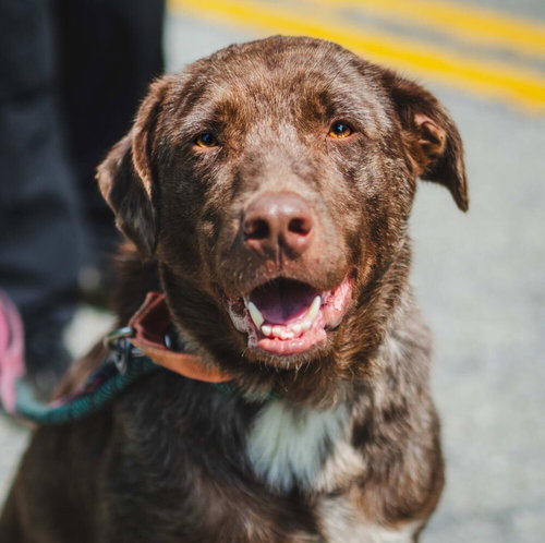 ZION - Catahoula Leopard Dog / Terrier available for adoption