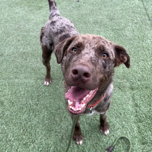 ZION - Catahoula Leopard Dog / Terrier available for adoption