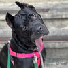 adoptable Dog in  named Nova Aria