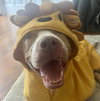 Brandy - Photo 4