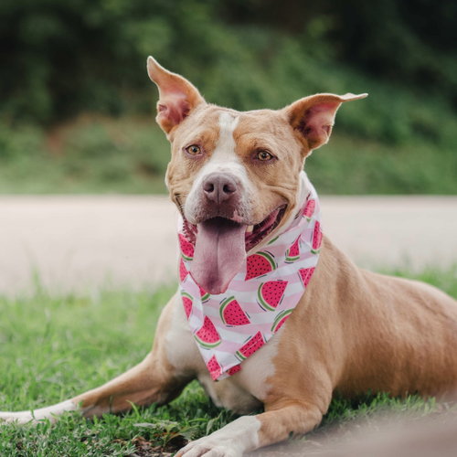 BRANDY - American Staffordshire Terrier / Terrier available for adoption