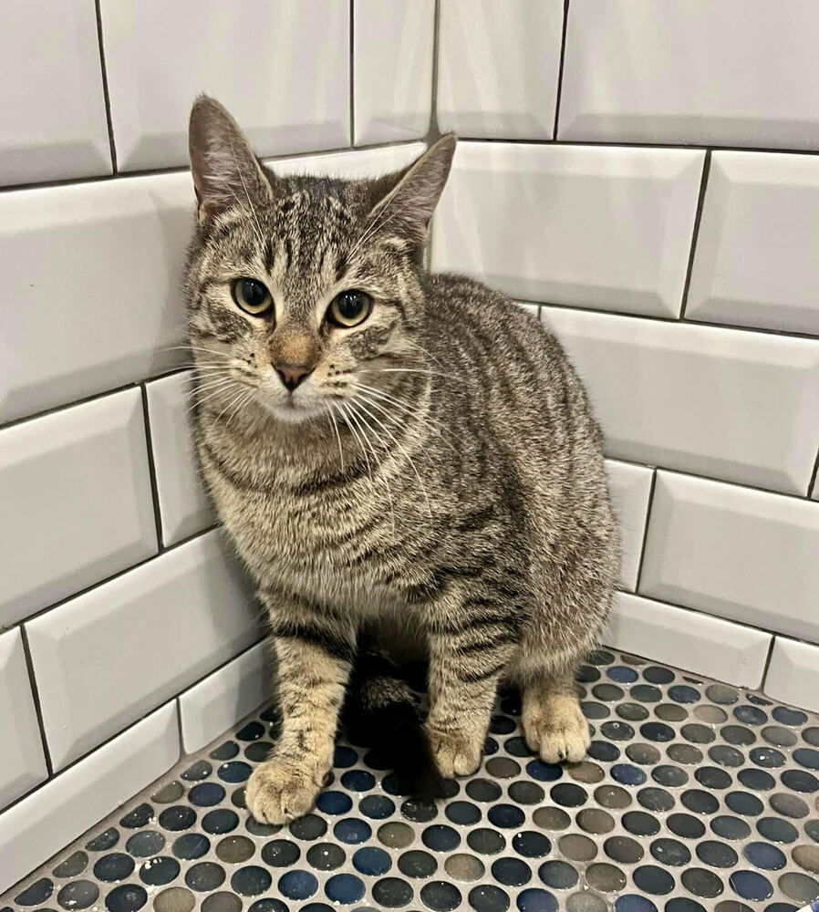 adoptable Cat in Whitestone, NY named Allison