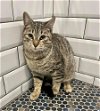 adoptable Cat in whitestone, NY named Allison