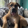 adoptable Dog in  named Baby Miami