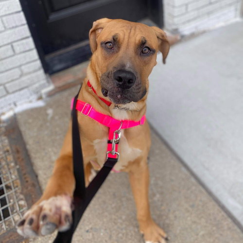 BABY MIAMI - Labrador Retriever / Terrier available for adoption