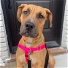 adoptable Dog in whitestone, NY named Baby Miami