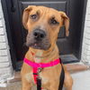 adoptable Dog in Whitestone, NY named Baby Miami