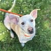adoptable Dog in whitestone, NY named Louie