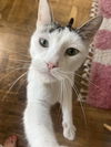 adoptable Cat in Whitestone, NY named Sky