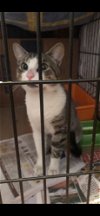 adoptable Cat in whitestone, NY named Chief