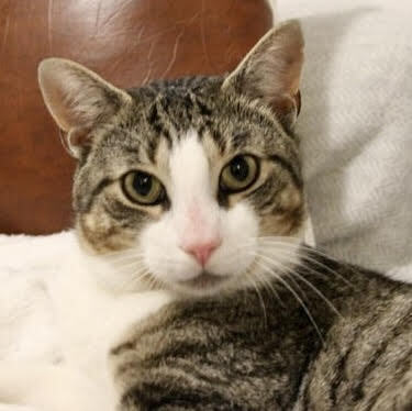 adoptable Cat in Whitestone, NY named Chief