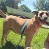 adoptable Dog in whitestone, NY named Chullie