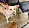 adoptable Dog in  named Pioggia