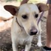 adoptable Dog in whitestone, NY named Pioggia