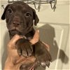 adoptable Dog in whitestone, NY named Pigweed (p)