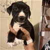 adoptable Dog in whitestone, NY named Dandelion (p)