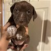 adoptable Dog in whitestone, NY named Purslane (p)