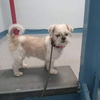 adoptable Dog in Whitestone, NY named Geppetto