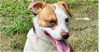 adoptable Dog in whitestone, NY named Charlie Steelhead