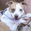 adoptable Dog in Whitestone, NY named Charlie Steelhead