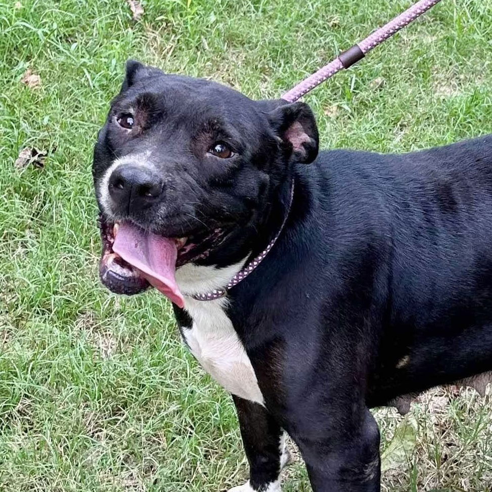 adoptable Dog in Whitestone, NY named Louella