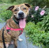 adoptable Dog in whitestone, NY named Cheese