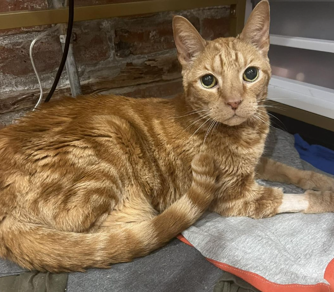 adoptable Cat in Whitestone, NY named Al