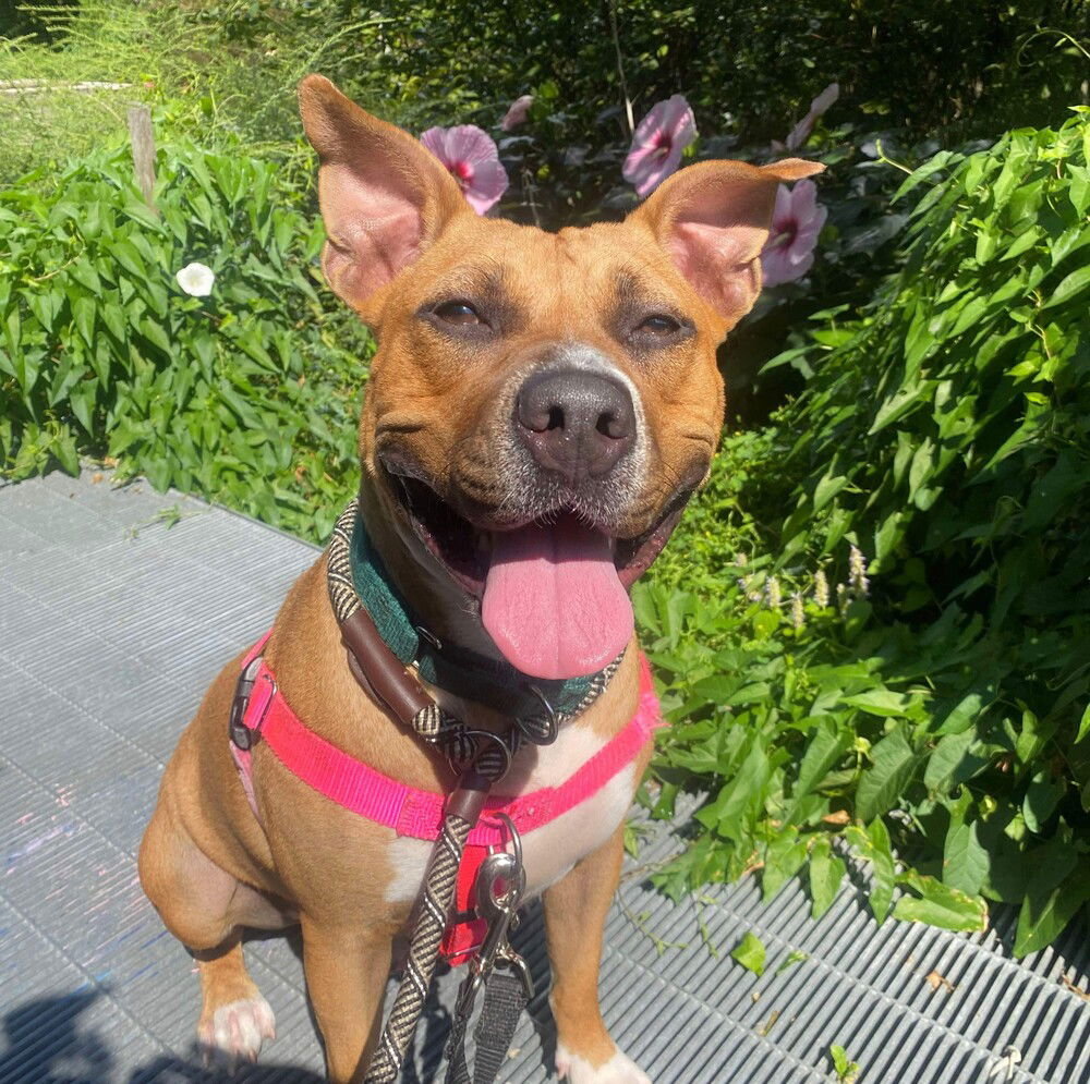 adoptable Dog in Whitestone, NY named Wonder