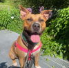 adoptable Dog in  named Wonder