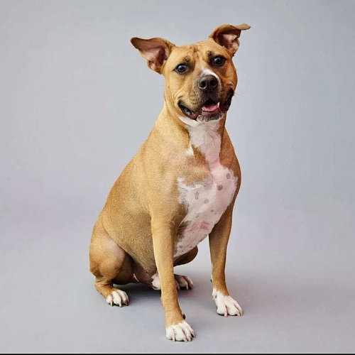 WONDER - American Staffordshire Terrier available for adoption