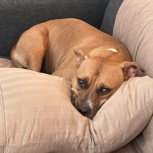 WONDER - American Staffordshire Terrier available for adoption