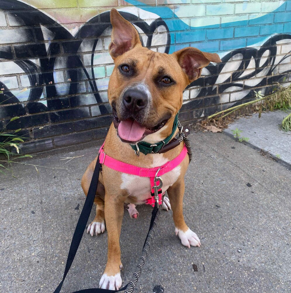 adoptable Dog in Whitestone, NY named Wonder