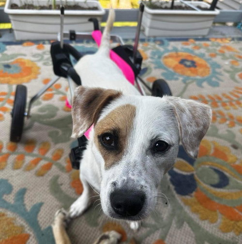 LORNA - Terrier / Terrier available for adoption