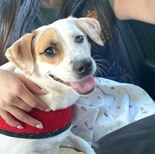 LORNA - Terrier / Terrier available for adoption