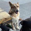 adoptable Dog in  named Heidi