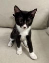 adoptable Cat in Whitestone, NY named Popsicle