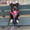 adoptable Dog in Whitestone, NY named Dutchess Rose