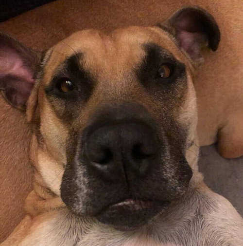 SABRINA BRANDY - American Staffordshire Terrier / Terrier available for adoption